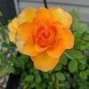 kathy_sperling